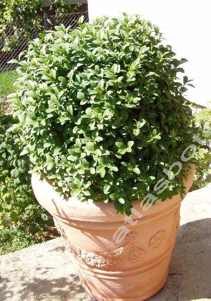Buxus Sempervirens L Atlas Rostlin