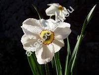 Narcissus poeticus L. (Narcissus poticus L.)