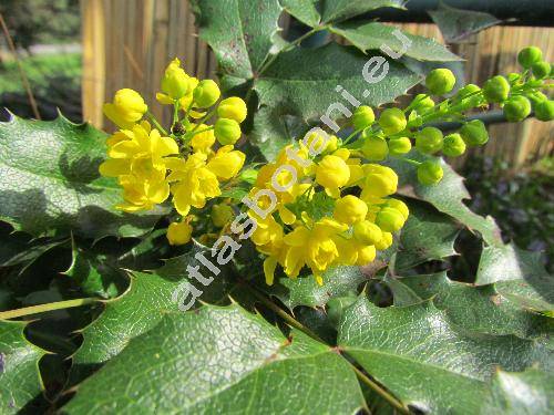 Mahonia aquifolium (Berberis aquifolium Pursh)