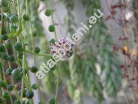 Senecio rowleyanus (Senecio rowleyanus Jakobs.)