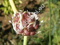 Allium sativum L.
