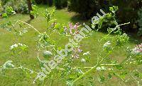 Fumaria officinalis L.