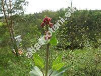 Centranthus ruber (Centranthus ruber (L.) DC.)