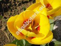 Tulipa greigii (Tulipa greigii 'Stresa')