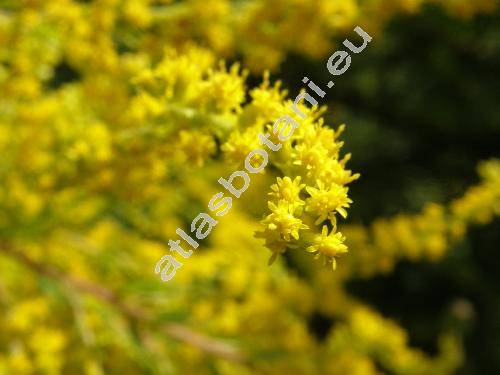 Solidago canadensis L.