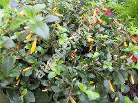 Jacobinia pauciflora (Nees) Lindau (Justicia rizzinii Wassh., Justicia floribunda (Koch) Wassh., Justicia pauciflora (Nees) Griseb.)