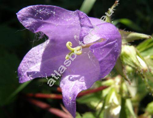 Campanula trachelium L. (Campanula urticifolia Schmidt, Tracheliopsis vulgaris Opiz)