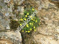 Potentilla collina Wibel (Potentilla arenaria x Potentilla argentea)