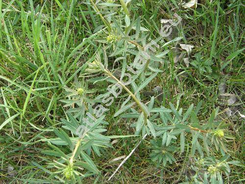Euphorbia waldsteinii (Soj.) (Tithymalus tommasinianus (Bert.) Soj�k, Euphorbia tommasiniana Bert., Tithymalus virgatus (W. et K.) Klotzch et Garcke)