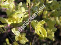 Brassica oleracea var. sabauda L. 'Coral'