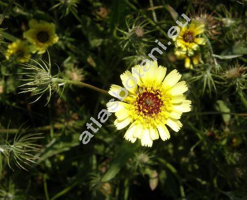 Tolpis barbata (L.) Gaertn. (Reichardia tingitana)