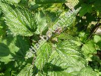 Urtica kioviensis Rogow.