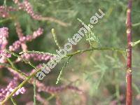 Tamarix ramosissima Ledeb. (Tamarix pentandra Pallas, Tamarix amurensis)
