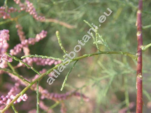Tamarix ramosissima Ledeb. (Tamarix pentandra Pallas, Tamarix amurensis)