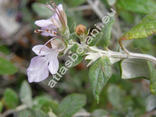 Teucrium fruticans L.