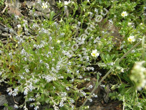 Myosotis stricta R. et Sch. (Myosotis micrantha, Myosotis arenaria Schr.)