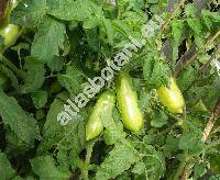 Solanum lycopersicum 'Vesuvio' (Lycopersicon esculentum Miller)
