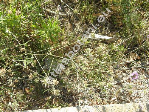 Bituminaria bituminosa (L.) Stirt. (Psoralea bituminosa L.)