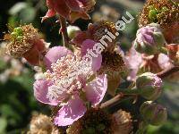 Rubus ulmifolius Schott (Rubus discolor Veihe et Nees)
