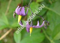 Solanum dulcamara L. (Dulcamara flexuosa Moench)