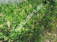 Lathyrus sylvestris L. (Lathyrus silvestris L.)