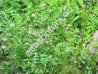 Berula erecta (Huds.) Coville (Sium erectum Huds., Berula angustifolia)