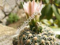 Gymnocalycium bruchii (Gymnocalycium bruchii (Speg.) Hoss., Gymnocalycium lafandense)