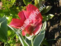 Tulipa 'Hollywood'