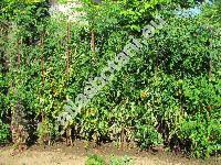 Solanum lycopersicum L. (Lycopersicon esculentum Miller)