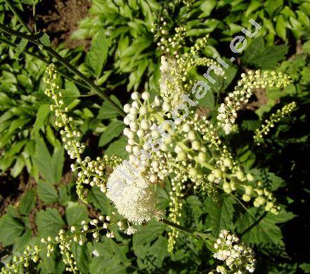 Cimicifuga europaea (Cimicifuga europaea Schipcz., Cimicifuga foetida auct., Actaea racemosa Gener.)