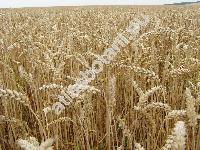 Triticum aestivum L.