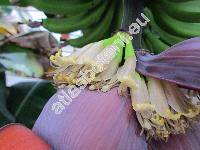 Musa x paradisiaca L. (Musa acuminata Colla, Musa balbisiana Colla)