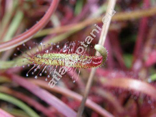 Drosera capensis 'All Red'