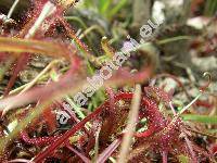 Drosera capensis 'All Red'