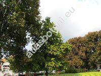 Corylus colurna L.