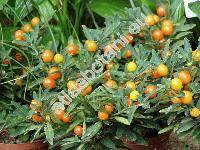 Solanum capsicastrum Link.