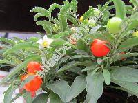 Solanum capsicastrum Link.
