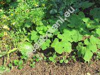 Cucurbita ficifolia (Cucurbita ficifolia Bouch�)