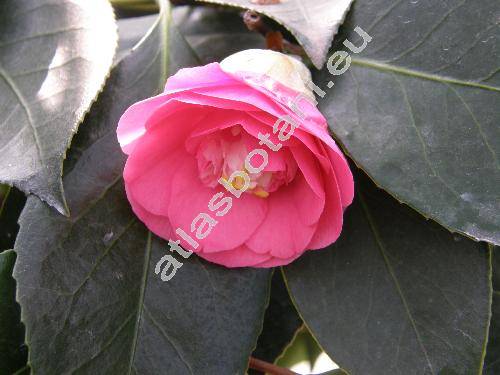Camellia japonica L.