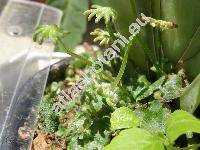 Marchantia polymorpha (Marchantia polymorpha L.)