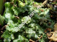 Marchantia polymorpha (Marchantia polymorpha L.)