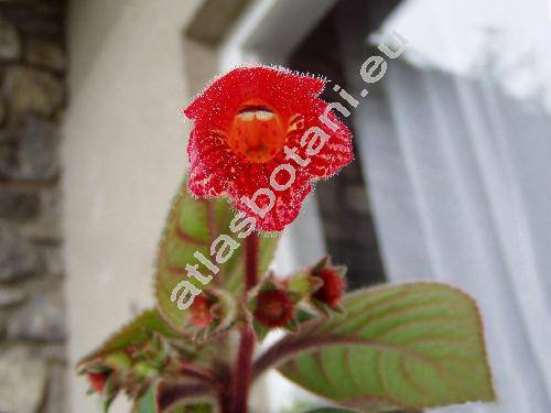 Kohleria 'Red Rover' (Isoloma, Kohleria eriantha (Benth.) Hanst., Kohleria hirsuta (Kunth) Reg.)