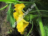 Cucurbita moschata 'Butternut' (Cucurbita moschata (Lam.) Duch. ex Poir.)