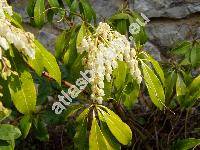 Pieris japonica (Andromeda japonica (Thunb.) D. Don ex G. Don)