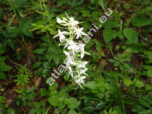 Platanthera chlorantha (Cust.) Rchb.