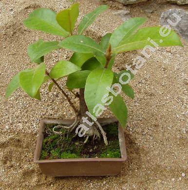 Ficus annulata Blume (Urostigma annulatum (Blume) Miq.)