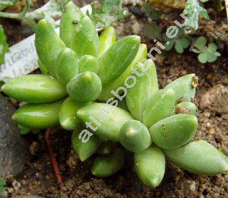 Pachyphytum compactum