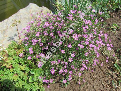 Petrorhagia saxifraga 'Rosette'