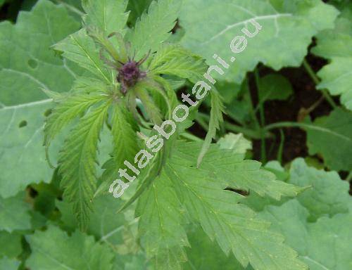 Cannabis ruderalis L.