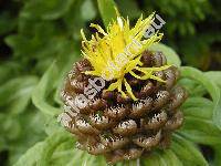 Centaurea macrocephala (Grossheimia macrocephala (Willd.) Sosnovski et Takhtad�.)
